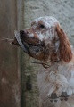 Setter Anglais HERMAN DELLA CRUISMANY Setter Anglais HERMAN DELLA CRUISMANY